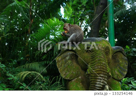 モンキーフォレスト｜バリ島ウブド 観光地 大自然 動物 133254146