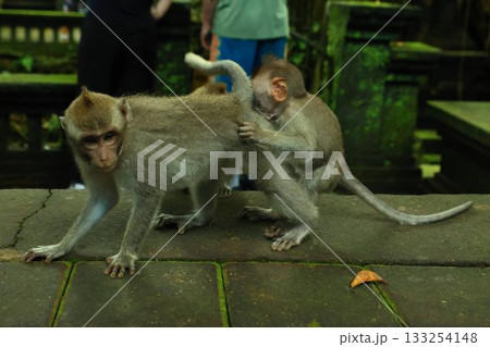 モンキーフォレスト|バリ島ウブド 観光地 大自然 動物 モンキーフォレスト|バリ島ウブド 観光地 大自然 動物 133254148