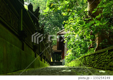 モンキーフォレスト｜バリ島ウブド 観光地 大自然 動物 133254149