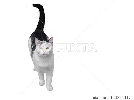 Portrait of black white cat standing, looking at camera, isolated on white background with clipped path, empty copy space. Tail is raised, pet asks for food, taking care of pets. Blank for artwork 133254337