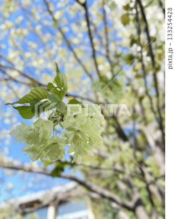 緑色の桜 ギョイコウ 【御衣黄】 緑色の桜 ギョイコウ 【御衣黄】 133254428
