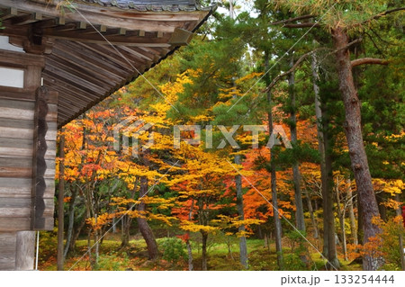 紅葉に包まれたお寺　毛越寺関山堂 133254444