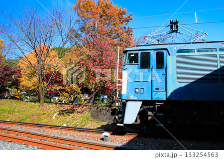 色づく紅葉を見つめるロクサン 133254563