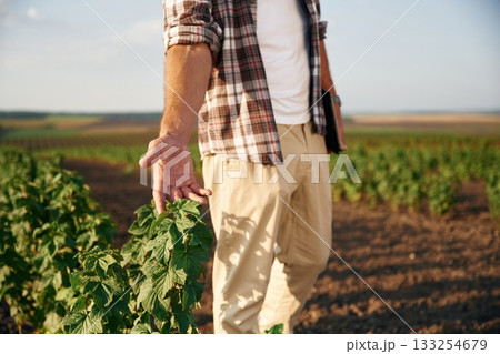 Touching the plant. Farmer is on the agricultural field Touching the plant. Farmer is on the agricultural field 133254679