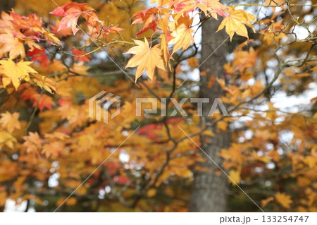 真っ赤な紅葉 133254747