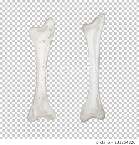 Illustration of a dog bone. Light grey white bone. Dog food or snack. Watercolor sketch of goods for pets illustration isolated on white background. Happy halloween decoration. 133254826