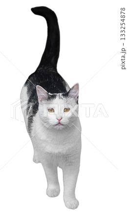 Photography Portrait of black white cat standing and looking at camera, isolated on transparent background with clipped path. Tail is raised, pet asks for food, taking care of pets. Blank for artwork 133254878