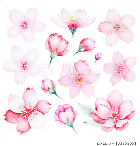 水彩風イラスト素材 日本の桜 水彩風イラスト素材 日本の桜 133255051