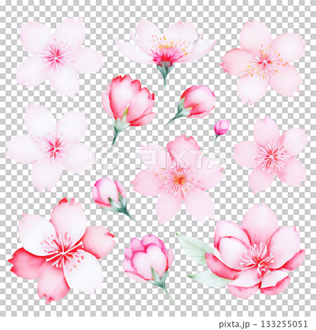 水彩風イラスト素材 日本の桜 水彩風イラスト素材 日本の桜 133255051