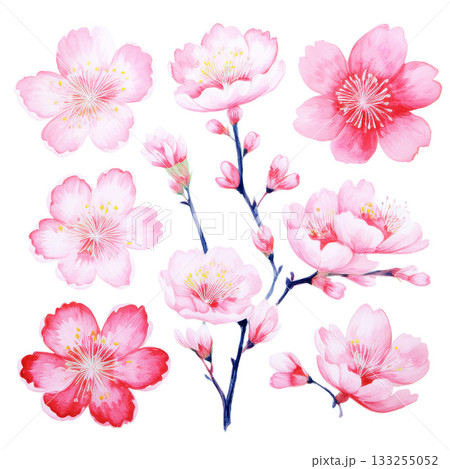 水彩風イラスト素材 日本の桜 水彩風イラスト素材 日本の桜 133255052