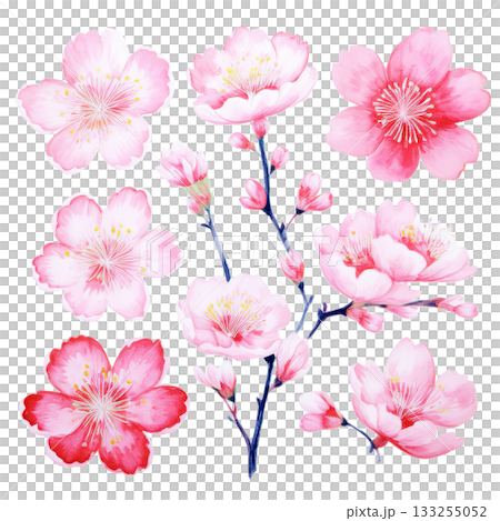 Watercolor illustration material: Japanese cherry blossoms 133255052