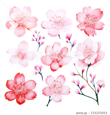水彩風イラスト素材 日本の桜 水彩風イラスト素材 日本の桜 133255053