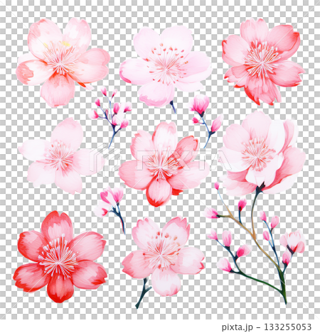 水彩風イラスト素材 日本の桜 水彩風イラスト素材 日本の桜 133255053