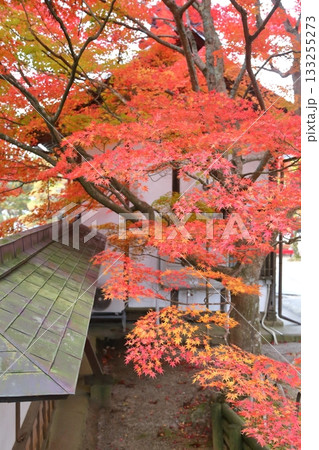 紅葉に包まれる毛越寺の本堂 133255273