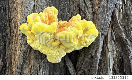 Vibrant yellow fungus growing on a tree trunk in a wooded area during late afternoon sunlight 133255313