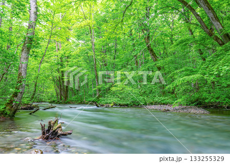 青森県十和田市　夏の奥入瀬渓流（渓流イメージ） 133255329