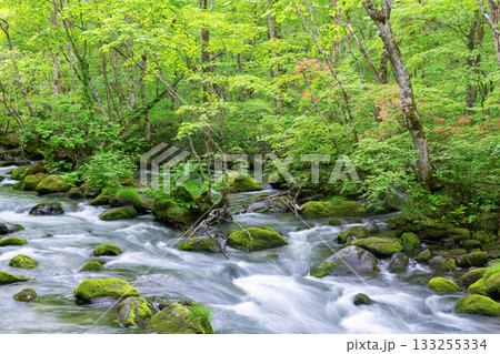 青森県十和田市　夏の奥入瀬渓流（渓流イメージ） 133255334