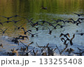 飛び立つウの群れ 133255408