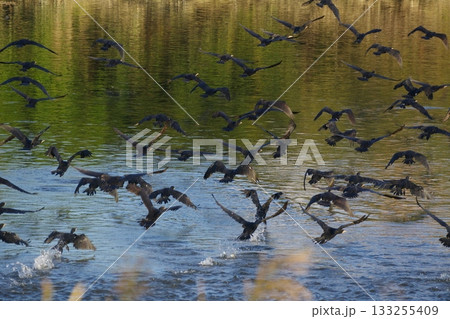 飛び立つウの群れ 133255409