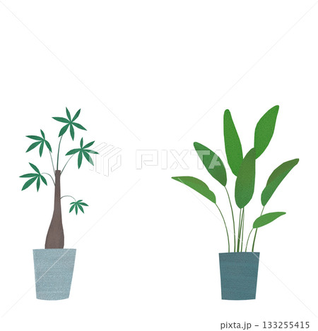パキラとオーガスタの鉢植え 133255415
