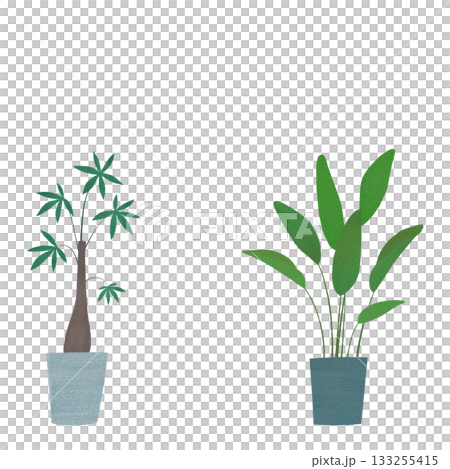 パキラとオーガスタの鉢植え 133255415