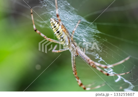 巣を張ったナガコガネグモ 133255607