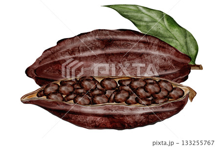 Cocoa beans and pods with leaves. Superfood clip art. Hand-drawn watercolor illustration on a white background. For chocolate and cocoa product designs. 133255767