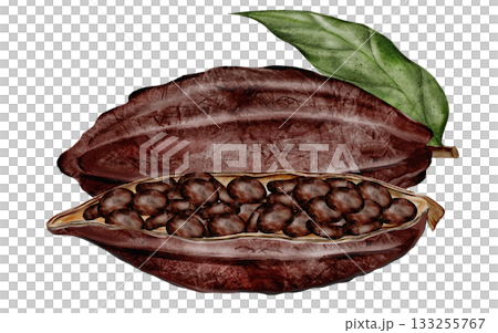 Cocoa beans and pods with leaves. Superfood clip art. Hand-drawn watercolor illustration on a white background. For chocolate and cocoa product designs. 133255767