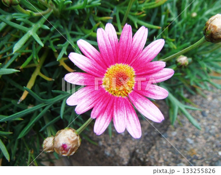 ガザニアの花 133255826