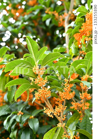 樹木・キンモクセイ　モクセイ科 133255890