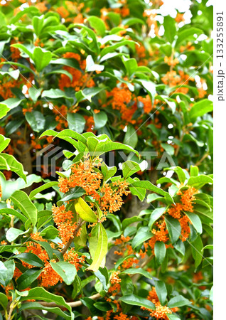 樹木・キンモクセイ　モクセイ科 133255891