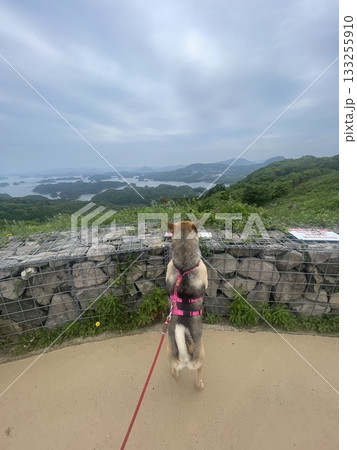 下界を見下ろす愛犬 下界を見下ろす愛犬 133255910
