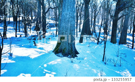 Snow blankets the ground in a tranquil forest, as tall trees rise majestically above. The cool blue tones create a serene atmosphere that invites peaceful reflection. Snow blankets the ground in a tranquil forest, as tall trees rise majestically above. The cool blue tones create a serene atmosphere that invites peaceful reflection. 133255957