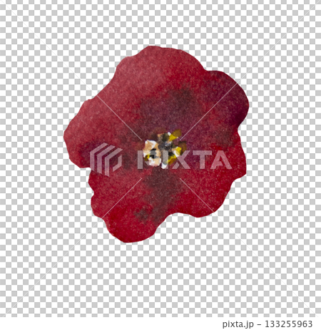 Watercolor bright red poppy wild flower isolated illustration, floral wedding and greeting element 133255963