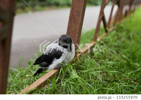 Huddled raindrenched crow cautiously positioned near plants 133255970