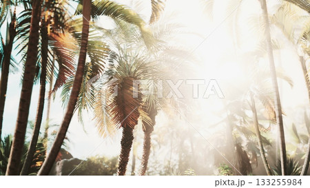 In a lush tropical setting, sunlight streams through vibrant palm leaves, casting enchanting shadows on the ground. The warm glow invites serenity and relaxation in natures embrace. In a lush tropical setting, sunlight streams through vibrant palm leaves, casting enchanting shadows on the ground. The warm glow invites serenity and relaxation in natures embrace. 133255984