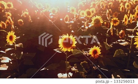 Sunlight bathes a beautiful sunflower field during sunset, highlighting the bright yellow petals and lush green leaves. This peaceful scene captures natures beauty and tranquility. Sunlight bathes a beautiful sunflower field during sunset, highlighting the bright yellow petals and lush green leaves. This peaceful scene captures natures beauty and tranquility. 133256013