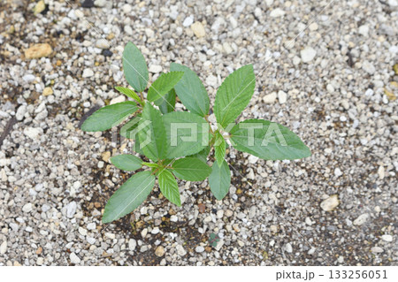 天空の農園のモロヘイヤ 133256051