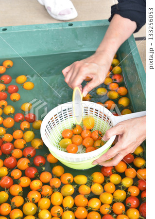 プチトマト掬い 133256053