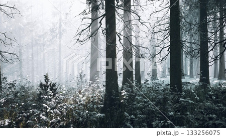 In a serene winter forest, tall trees tower over a blanket of fresh snow. Soft fog envelops the surroundings, creating a tranquil and magical atmosphere in the woods. In a serene winter forest, tall trees tower over a blanket of fresh snow. Soft fog envelops the surroundings, creating a tranquil and magical atmosphere in the woods. 133256075