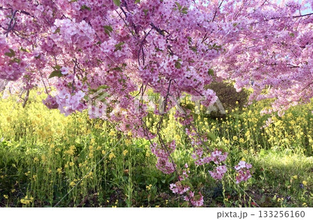 桜と菜の花のある風景 133256160