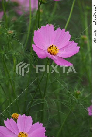 秋の花コスモスのピンク色のコスモスが咲いています 133256217