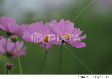 ピンクのコスモスの花が咲いています ピンクのコスモスの花が咲いています 133256218