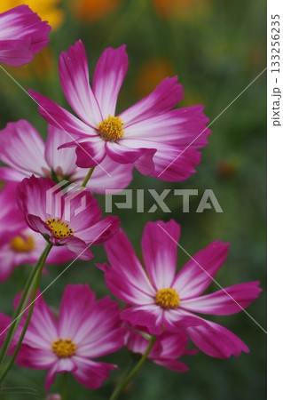 秋の日差しを浴びて咲くコスモスの花 秋の日差しを浴びて咲くコスモスの花 133256235