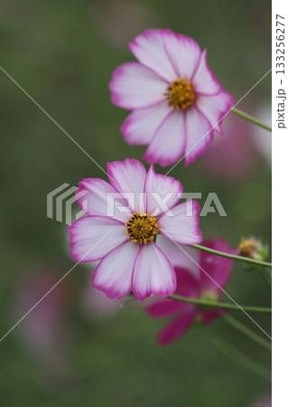 秋の花コスモスのピンク色のコスモスが咲いています 秋の花コスモスのピンク色のコスモスが咲いています 133256277