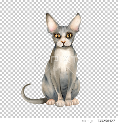 Sphynx hairless cat. Kitty with bald skin with folds, grey domestic animal with big ears, yellow eyes. Cute grey beautiful pet. Watercolor isolated illustration. Hand drawn character clip art 133256427