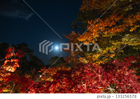 夜空に浮かぶ月と燃えるような紅葉の幻想的なライトアップ 夜空に浮かぶ月と燃えるような紅葉の幻想的なライトアップ 133256578