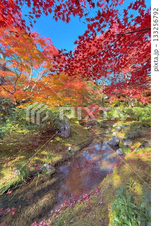 京都の紅葉名所　天龍寺 宝厳院 133256792