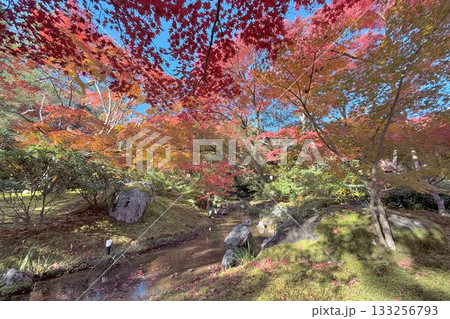 京都の紅葉名所 天龍寺 宝厳院 京都の紅葉名所 天龍寺 宝厳院 133256793