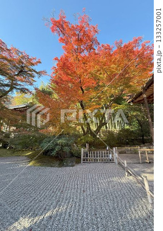 京都の紅葉名所 天龍寺 宝厳院 京都の紅葉名所 天龍寺 宝厳院 133257001